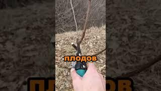 Секрет гигантского урожая крупных яблок #секреты #сад #огород #дача #яблоки #урожай