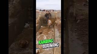 Kambing Berenang: Latihan Ala Atlet untuk Kualitas Daging yang Juara!