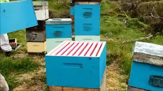 Beekeeping in remote locations in the South Island, New Zealand