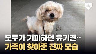 모두가 기피하던 유기견···가족이 찾아준 놀라운 모습