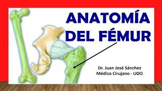  Anatomy of the FEMUR. Easy, Quick and Simple
