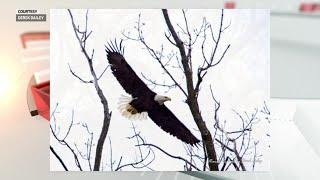 Bald eagles found nesting in Indianapolis, other urban areas