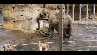 Downtown Portland Oregon Public Zoo Elephant #portland #Oregon #downtownportland #zoo #elephant