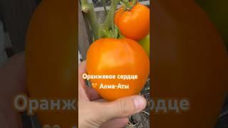 ЗАКАЗАТЬ СЕМЕНА: https://tomatboris.ru/?ysclid=ln76xla4la47180728