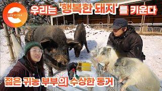 돼지가 행복하면 사람도 행복하다! 귀농을 결심한 젊은 부부가 키우는 ‘행복한 돼지들’