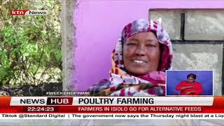 Poultry farming: Farmers in Isiolo go for alternative feeds