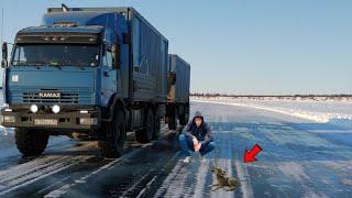 Подобрав на дороге раненного волчонка, дальнобойщик и представить не мог, что он ему...