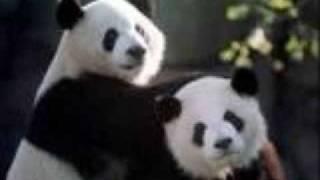 iLOVEpandas