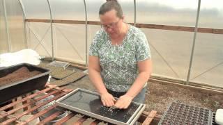 Filling Trays and Seeding (2 of 3)