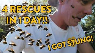 No Bee Suit and 4 Bee Rescues in ONE Day... in November!?!?