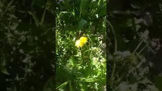 Boomerang Video with flowers