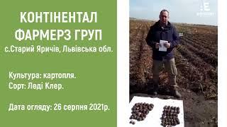Як впливає застосування біостимулятору росту Вітазим на картоплю (врожайність та якість)