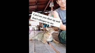 Komik Kediler Funniest Cats    Don't try to hold back Laughter    Funny Cats Life