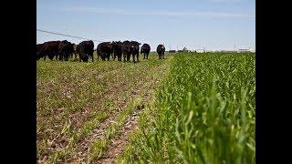 Spring-Grazing Cover Crops with Angela Knuth and Ashley Conway