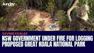 NSW Government Under Fire For Logging Proposed Great Koala National Park