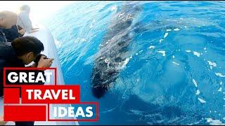 Whale Watching in HERVEY BAY Australia | TRAVEL | Great Home Ideas