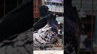 Blacklist pigeon #YouTube video #viral #pigeon #shorts