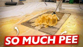 Pee Hard: Pee Soaked Rug Cleaning with a Vengeance! Satisfying ASMR Carpet Cleaning