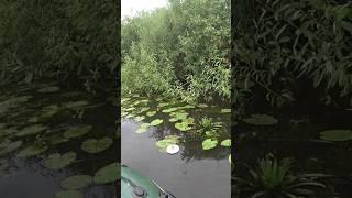 ОНИ СНОВА РВУТ ЖИВЦА.)Поклёвки ЩУКИ НА КРУЖКИ. #щука #рыбалка2023 #fishing