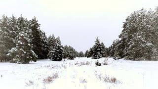 Невероятно красивая снежная зима в лесу Релакс музыка Beautiful snowy winter Relax music