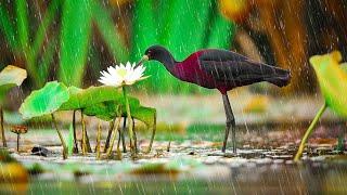 Peaceful piano with Birds and Rain ️ Calm Music for Inner Calm, Heal Mind & Soul ️️️