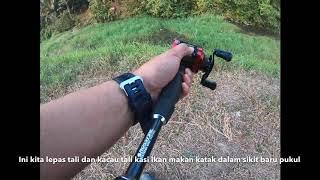 Mancing Ikan Haruan Guna Live Frog Lure