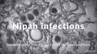 Nipah virus encephalitis: How does it spread, and can it be cured?