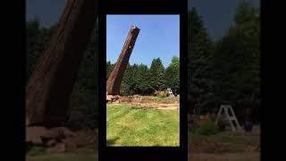 Redwood tree fell.