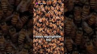 How Bees Make Honey? #shorts #short #explore #explained #nature #bee
