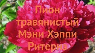 Пион травянистый Мэни Хэппи Ритернз (paeonia)  обзор: как сажать, саженцы пиона Мэни Хэппи Ритернз