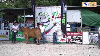 Juzgamiento de Ganado Brahman