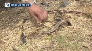 서창2지구, 말라 죽는 나무들...책임 공방 - 티브로드 인천방송