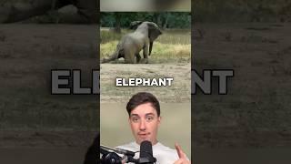 THIS DYING ELEPHANT ASKED HUMANS FOR HELP! #Shorts