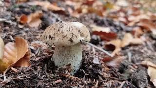 Funghi Porcini - grzyby / pilze / wild mushrooms