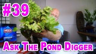 How to Control Pond Algae - Ask #39