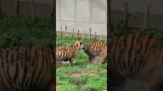 tiger cubs #usa #usvlog #zoo #tiger