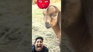 sweet goats  meee #shorts #ytshorts #goatsound #meeee #animals