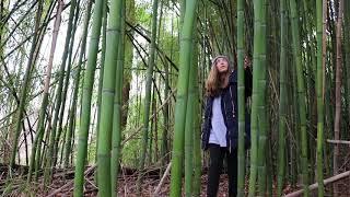 exploring bamboo forest - nature sesh