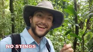 Costa Rica: Field Entomology in the Tropics - Summer 2017