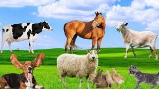 Familiar Animals - Horses, Goats, Cows, Chickens, Dogs, Cats - Animal Moments