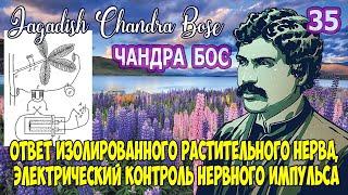 35 Д.ЧАНДРА БОС - Нервный механизм в растениях (ОТВЕТ ИЗОЛИРОВАННОГО РАСТИТЕЛЬНОГО НЕРВА)