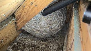 MASSIVE Yellow Jacket Wasp Nest Inside Attic - Wasp Nest Removal