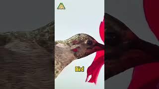 In Jamaica Meet The Only Bird That Can Fly Backwards