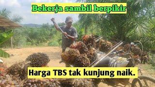 LANGSIR SAWIT || DATARAN TINGGI || HARGA TBS TAK KUNJUNG NAIK || @yt.kampungtiadabatas.8119