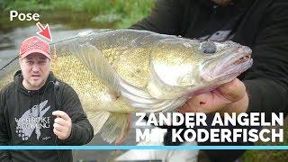 Erfolgreich Zander angeln mit Köderfisch - Tipps