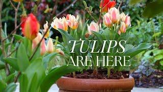 APRIL BLOOM TOUR: Tulips & Border Updates  *SPRING GARDEN EP2*