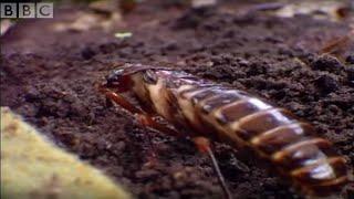 Driver Ants Vs Red Ants | Ant Attack | BBC