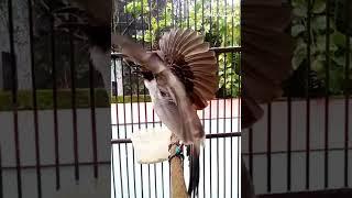 kutilang full isian#short#kutilang #memanggil #lawan #burung #sangat #gacor #kutilanggacorisian