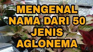 50 JENIS AGLAONEMA YANG POPULER DI KALANGAN PECINTA TANAMAN HIAS