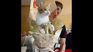  Who wants a cat bouquet?!  Funny video with cats and kittens on the new Baraban-TV channel! 